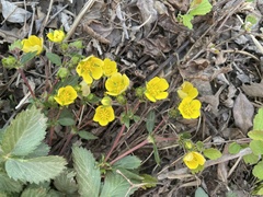 Potentilla fragarioides