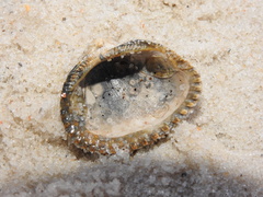 Arcoidea