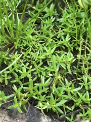 Crassula helmsii