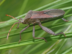 Anoplocnemis