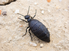 Meloe rugosus