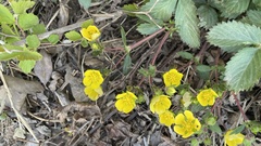 Potentilla fragarioides