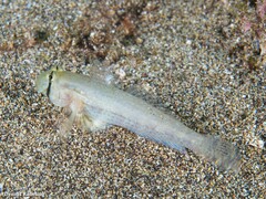 Gnatholepis thompsoni