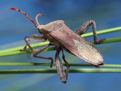 Anoplocnemis