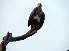 Haliaeetus ichthyaetus