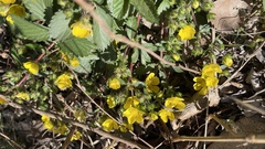Potentilla fragarioides
