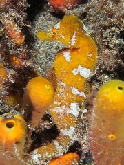 Hippocampus hippocampus