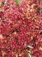 Sphagnum rubellum