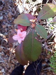 Rhododendron minus