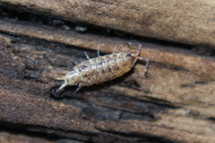 Porcellionides cingendus