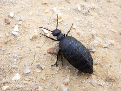 Meloe rugosus