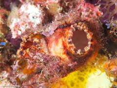 Microcosmus squamiger