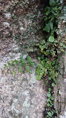 Asplenium billotii