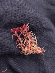 Sphagnum rubellum