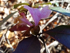 Rhododendron minus
