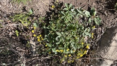 Potentilla fragarioides