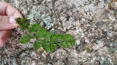 Asplenium billotii