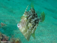 Stephanolepis hispida