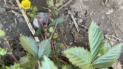 Potentilla fragarioides