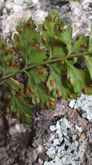 Asplenium billotii