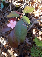 Rhododendron minus