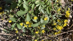 Potentilla fragarioides