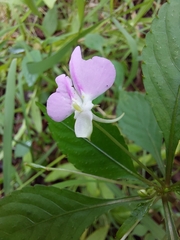 Impatiens hochstetteri