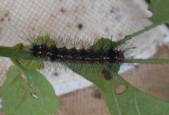 Pareuchaetes insulata