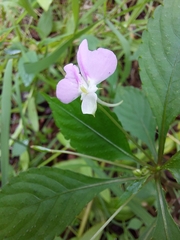 Impatiens hochstetteri