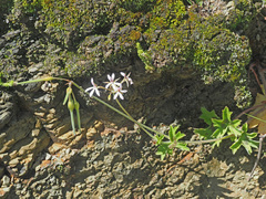 Pelargonium ranunculophyllum