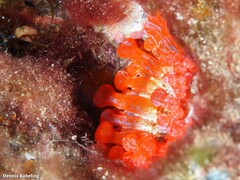 Telmatactis cricoides