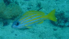 Lutjanus kasmira
