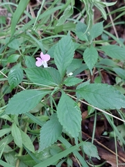 Impatiens hochstetteri