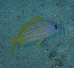 Lutjanus kasmira