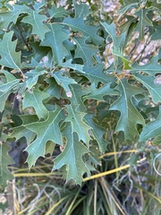 Quercus gravesii