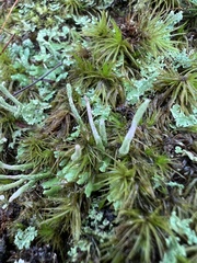 Cladonia ochrochlora