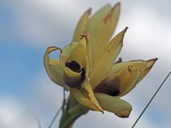 Eulophia welwitschii