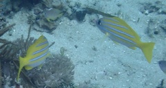 Lutjanus kasmira