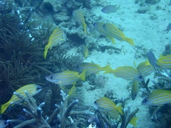 Lutjanus kasmira