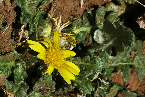 Haplocarpha schimperi image