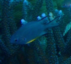 Amblyglyphidodon leucogaster