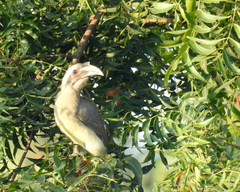 Ocyceros birostris