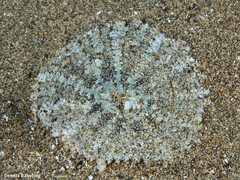 Actinostella flosculifera