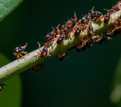 Membracidae
