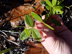 Baptisia alba
