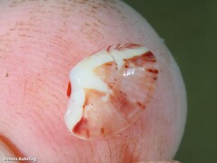 Gouldia minima