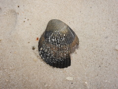 Cardiidae