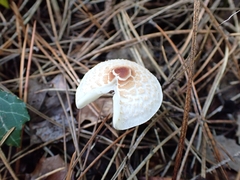 Lepiota cristata