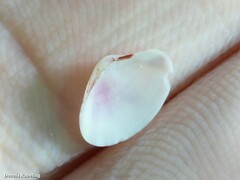 Gouldia minima