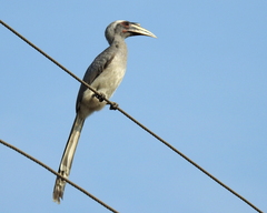Ocyceros birostris